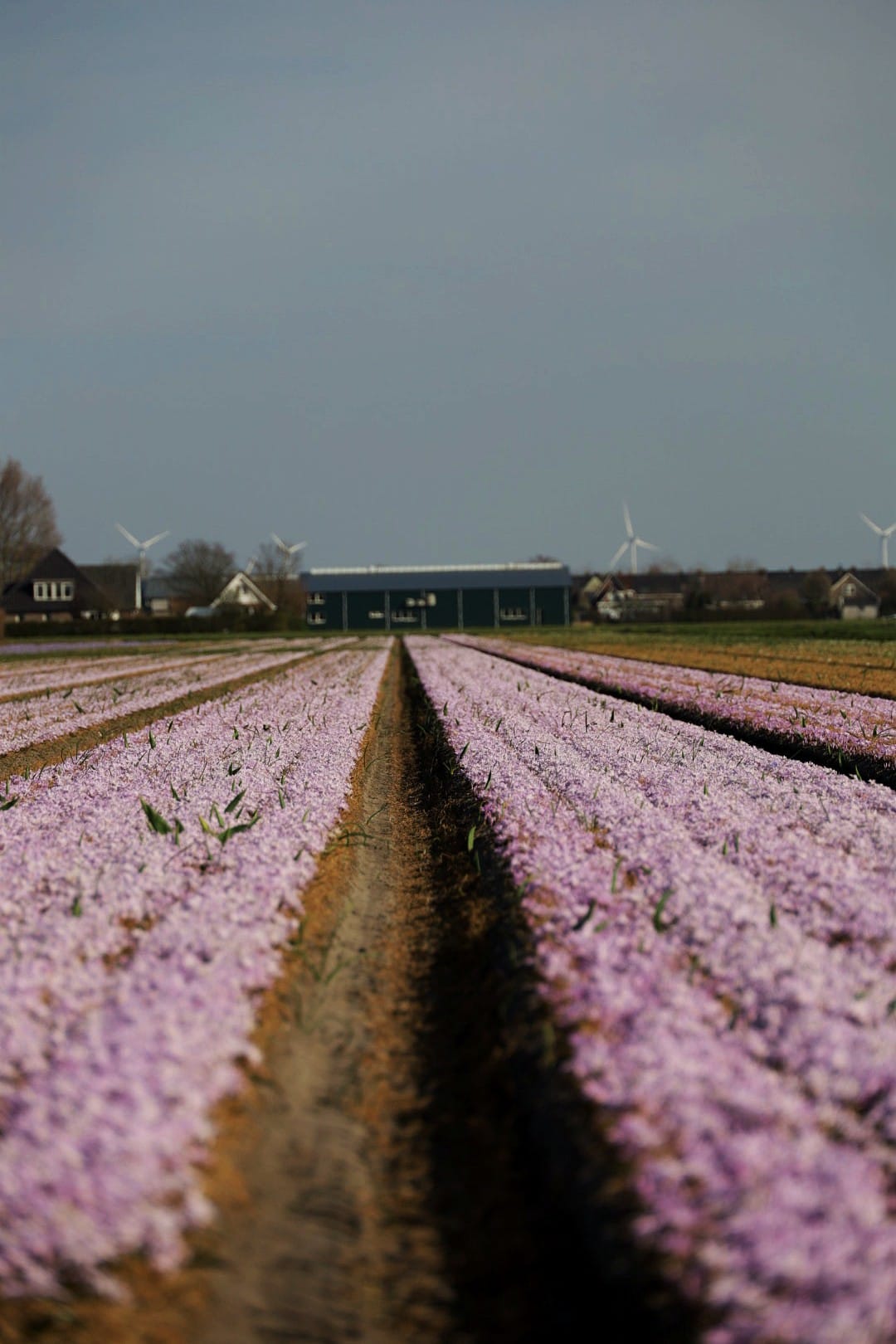 Niederlande 2025