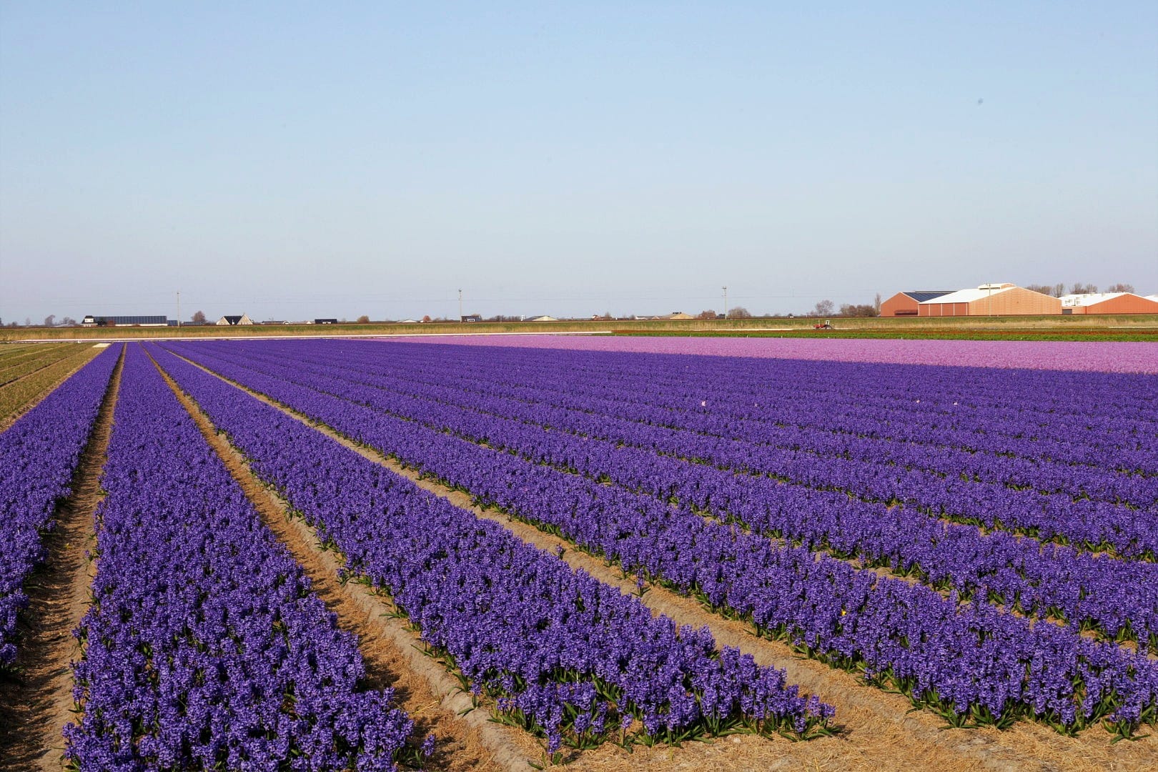 Niederlande 2025
