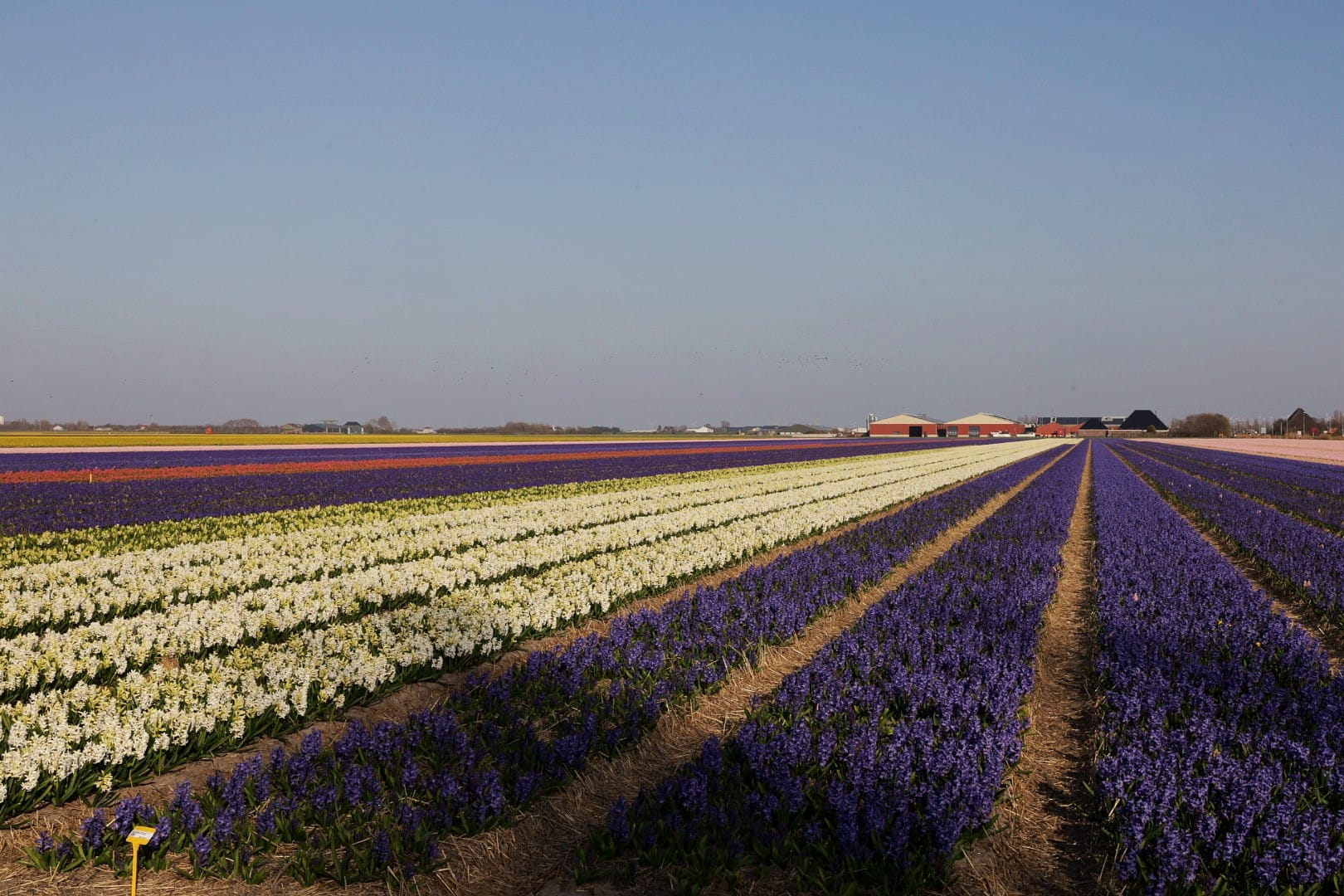 Niederlande 2025