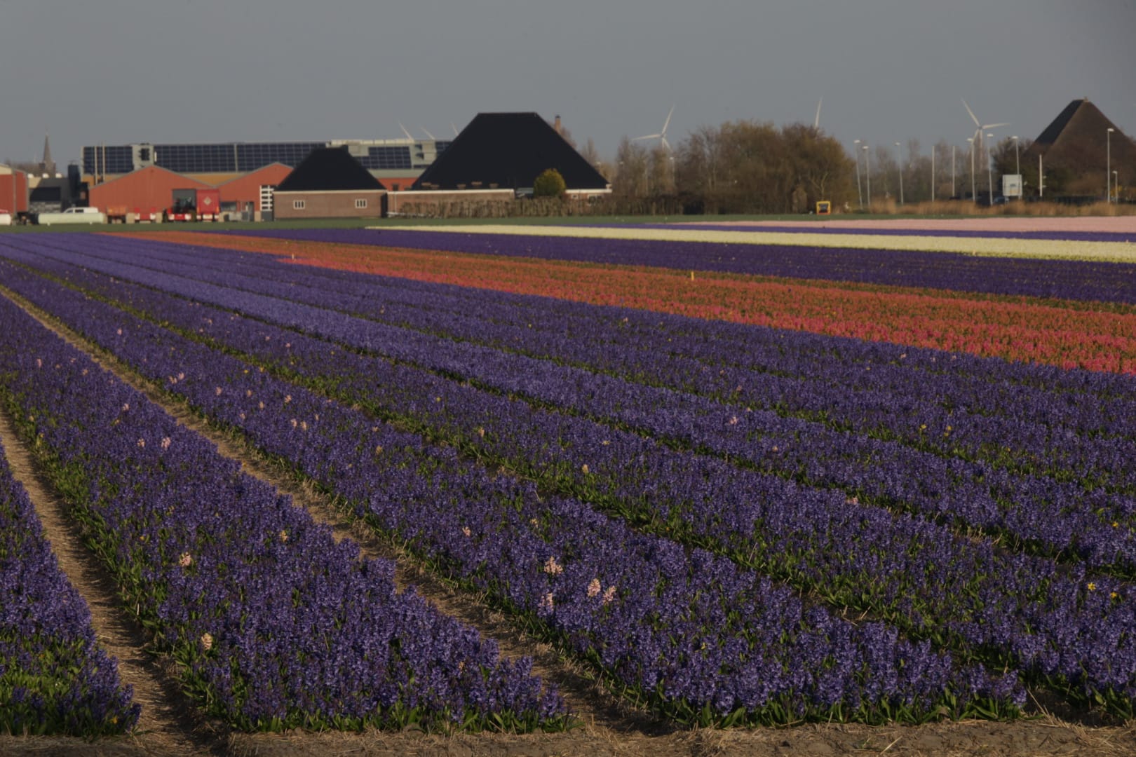 Niederlande 2025